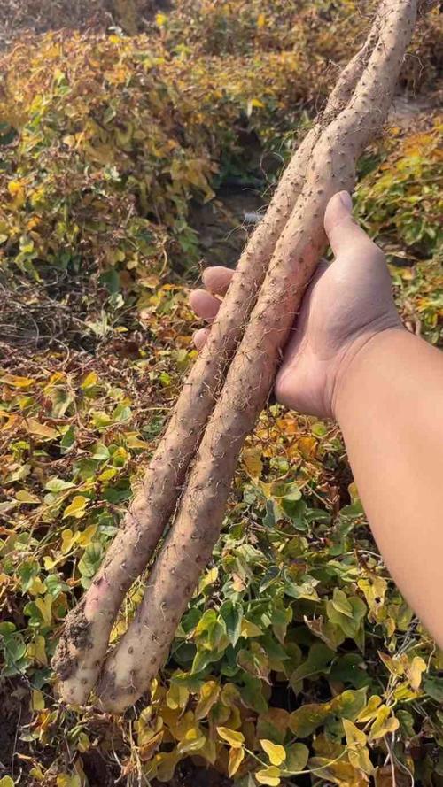 电商小礼品一件代发平台_社区团购代理分销批发合作_温县铁棍山药一件代发