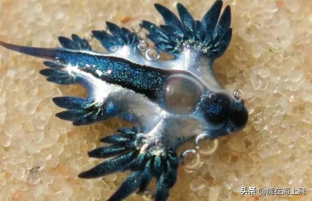 华莱士空包事件回应_空包_胖猫外卖空包裹调查